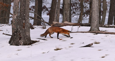 Red Fox