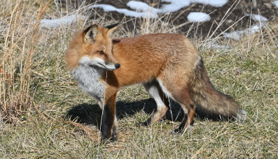 Our Red Fox