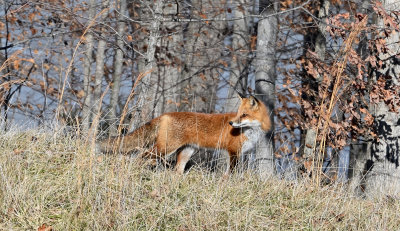 Our Red Fox