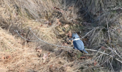 Belted Kingfisher (Male)