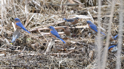Eastern Bluebirds & Cedar Waxwings