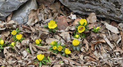 Winter Aconite, Eranthis