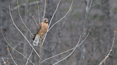 Red-shouldered Hawk