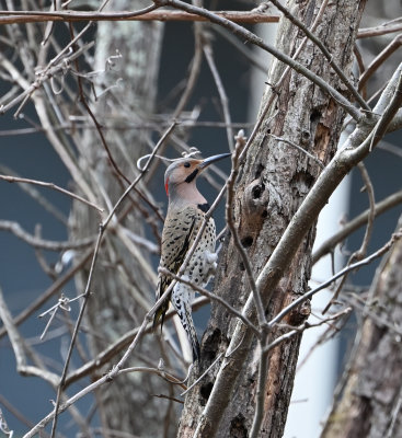 Northern Flicker (Male)