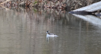 Bufflehead (Female)