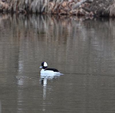 Bufflehead