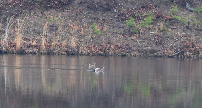 American Wigeon