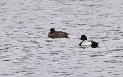 Greater Scaup (pair)
