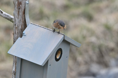 Eastern Bluebird (female)