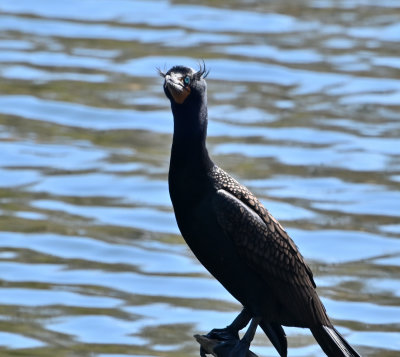 Double-crested Cormorant