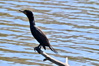 Double-crested Cormorant