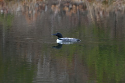 Common Loons