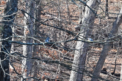 Belted Kingfisher (Pair)