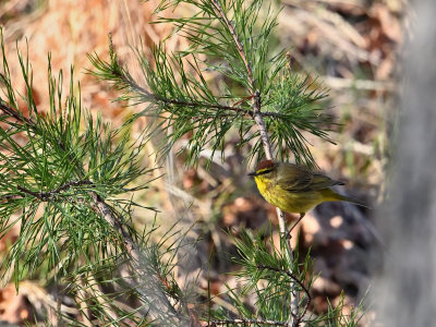 Palm Warbler