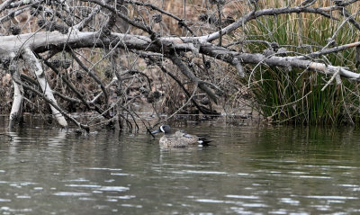 Blue-winged Teal (Pair)