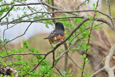 Eastern Towhee (Male)