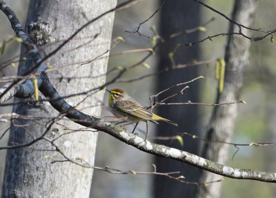 Palm Warbler