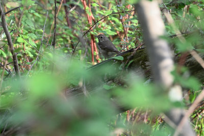 Hermit Thrush