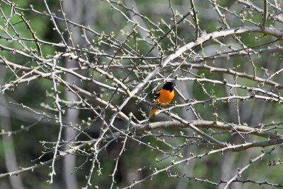 Baltimore Oriole (M)