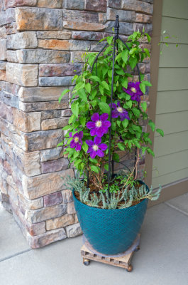 Purple Clematis Vine