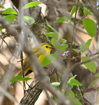 Hooded Warbler