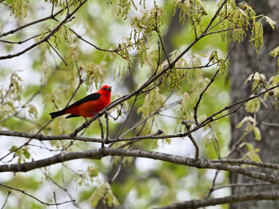 Scarlet Tanagers at Lake Frederick