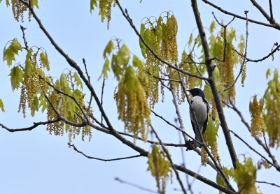 Black-throated Blue Warbler