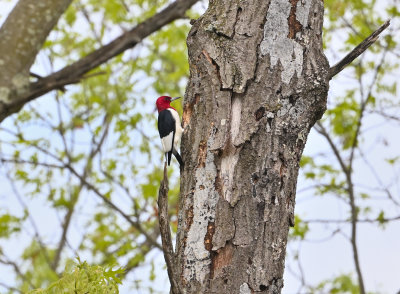 Red-headed Woodpecker