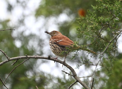 Brown Thrasher