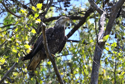 Bald Eagle (Immature)