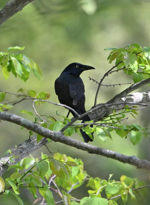 Common Grackle