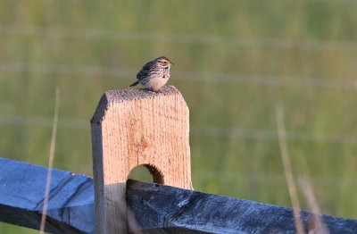 Savannah Sparrow