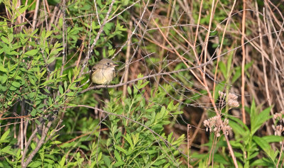 Alder Flycatcher