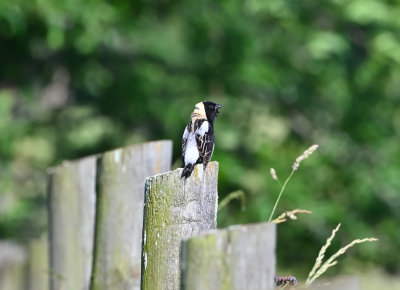 Bobolink (Male)