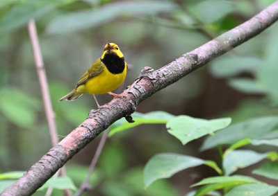 Hooded Warbler with bug