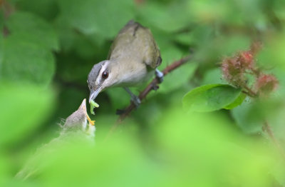 ^Red-eyed Vireos