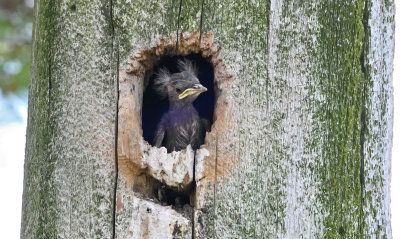 European Starling Nestling