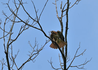 Red-tailed Hawk (Dark Morph)