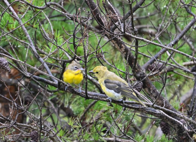 Scarlet Tanager & Yellow-breasted Chat