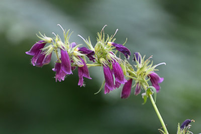 Penstemon whippleanus Wildflower