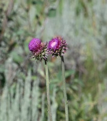 Musk Thistle Wildflower