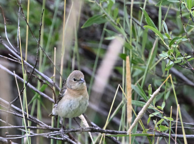 Lazuli Bunting (Female)