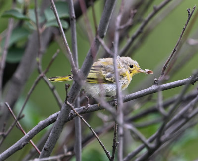 Yellow Warbler (Immature)