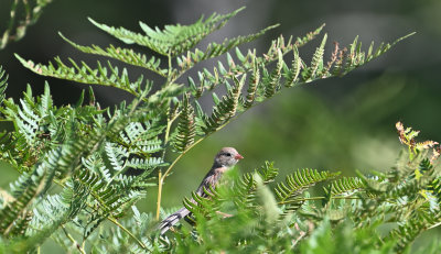 Field Sparrow (Immature)