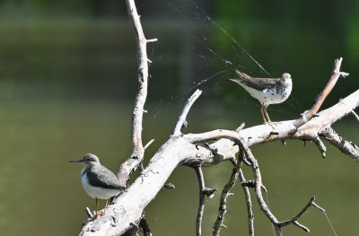 Spotted Sandpiper