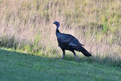 Wild Turkey