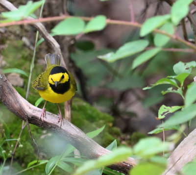 Hooded Warbler (Male)