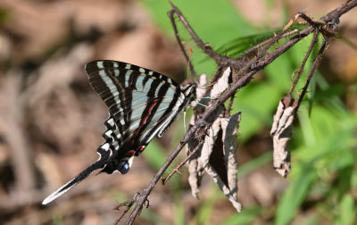 Zebra Swallowtail Butterfly