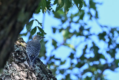 Red-bellied Woodpecker (Immature)