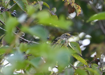 White-eyed Vireo (Immature)